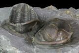 Two Nice Proetid Trilobites (One Ventral) - Jorf, Morocco #89286-5